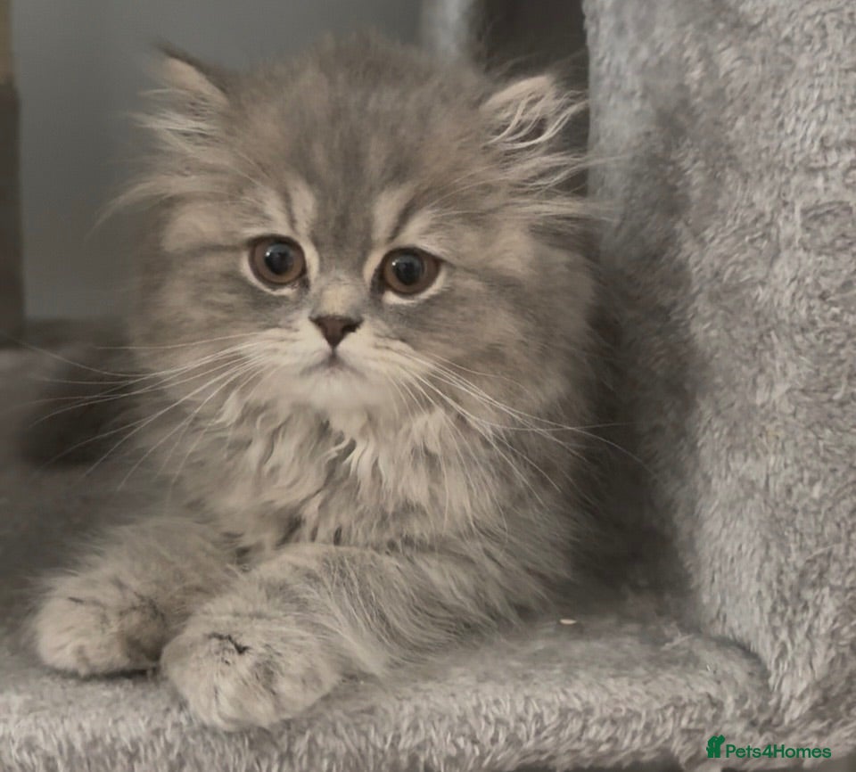 British Shorthair cats Beautiful bsh kittens looking for forever homes  - Advert 18