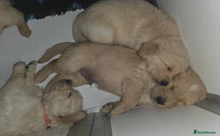 Golden Retriever dogs - Advert 1