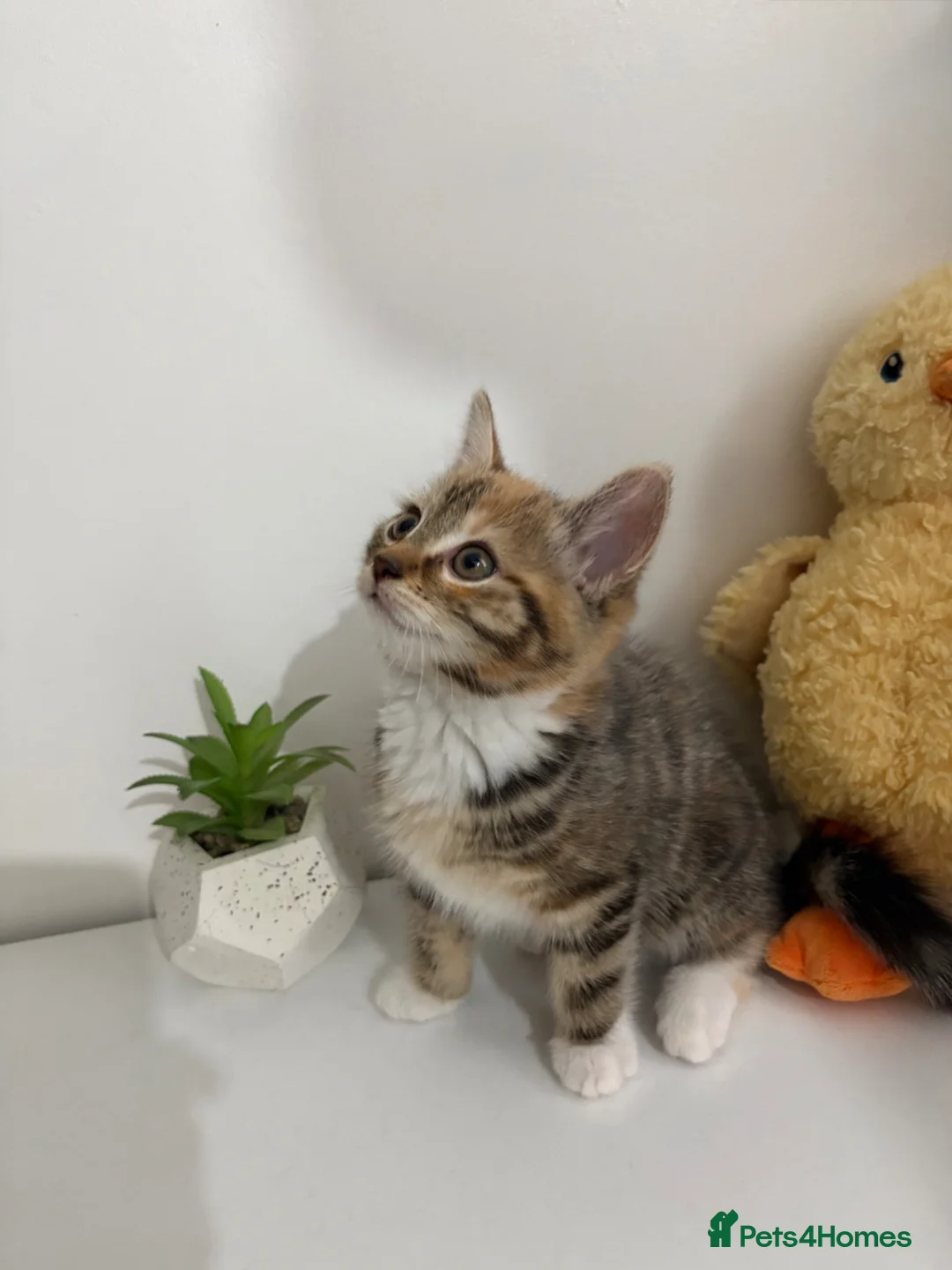 Mixed Breed cats for sale: Cute 8 week old mixed-colour kitten - Advert 2