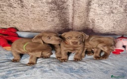 Labrador Retriever dogs for sale: Adorable Silver Labrador Puppies  - Image 8