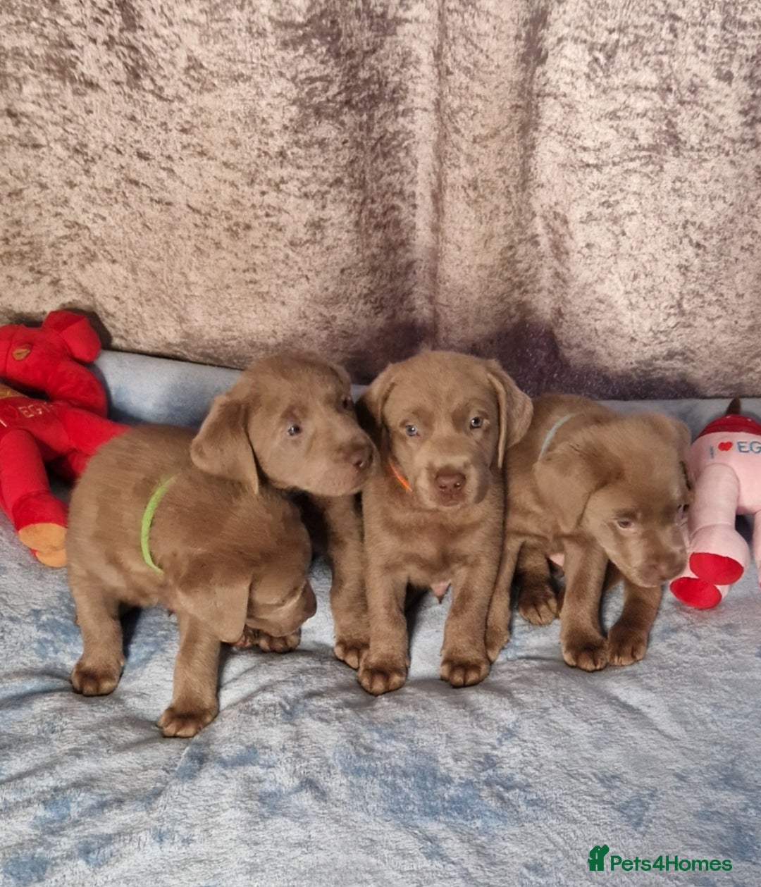 Labrador Retriever dogs for sale: Adorable Silver Labrador Puppies  - Image 8