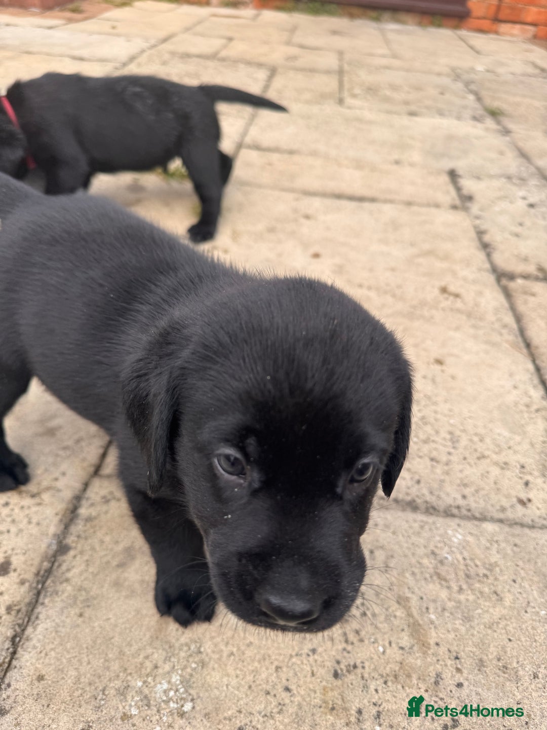 Labrador Retriever dogs for sale: Gorgeous Labrador Puppies - only 5 remaining!! - Image 13