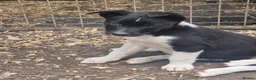 Border Collie dogs for sale: Border collie  in Gorebridge - Advert 3