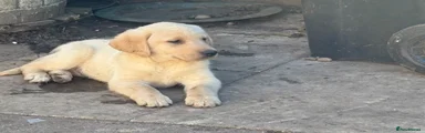 Labrador Retriever Puppy 1
