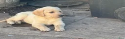 Labrador Retriever dogs for sale: Beautiful litter of mixed puppies  - Advert 13