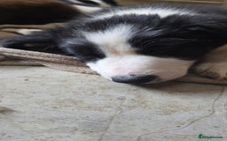 Border Collie dogs for sale: 9 border collie pups  - Image 16