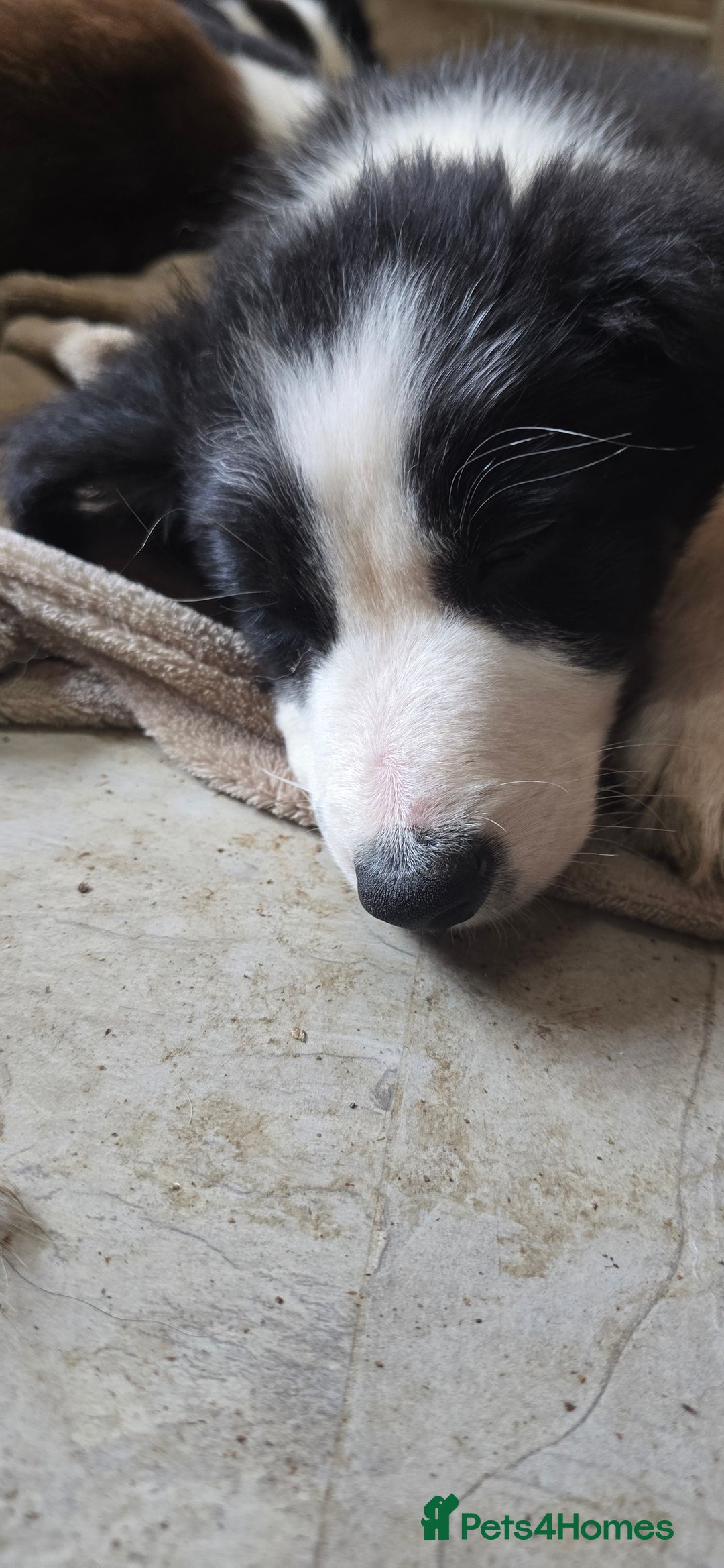 Border Collie dogs for sale: 9 border collie pups  - Image 16