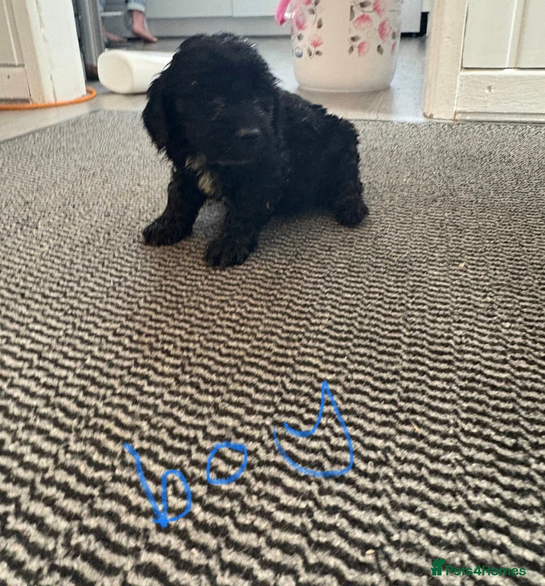 Cockapoo dogs for sale: Cockapoo puppies  - Advert 4