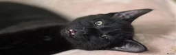 American Shorthair cats for sale: 2 Beautiful Mixed American Shorthair Kittens in Nottingham - Advert 10