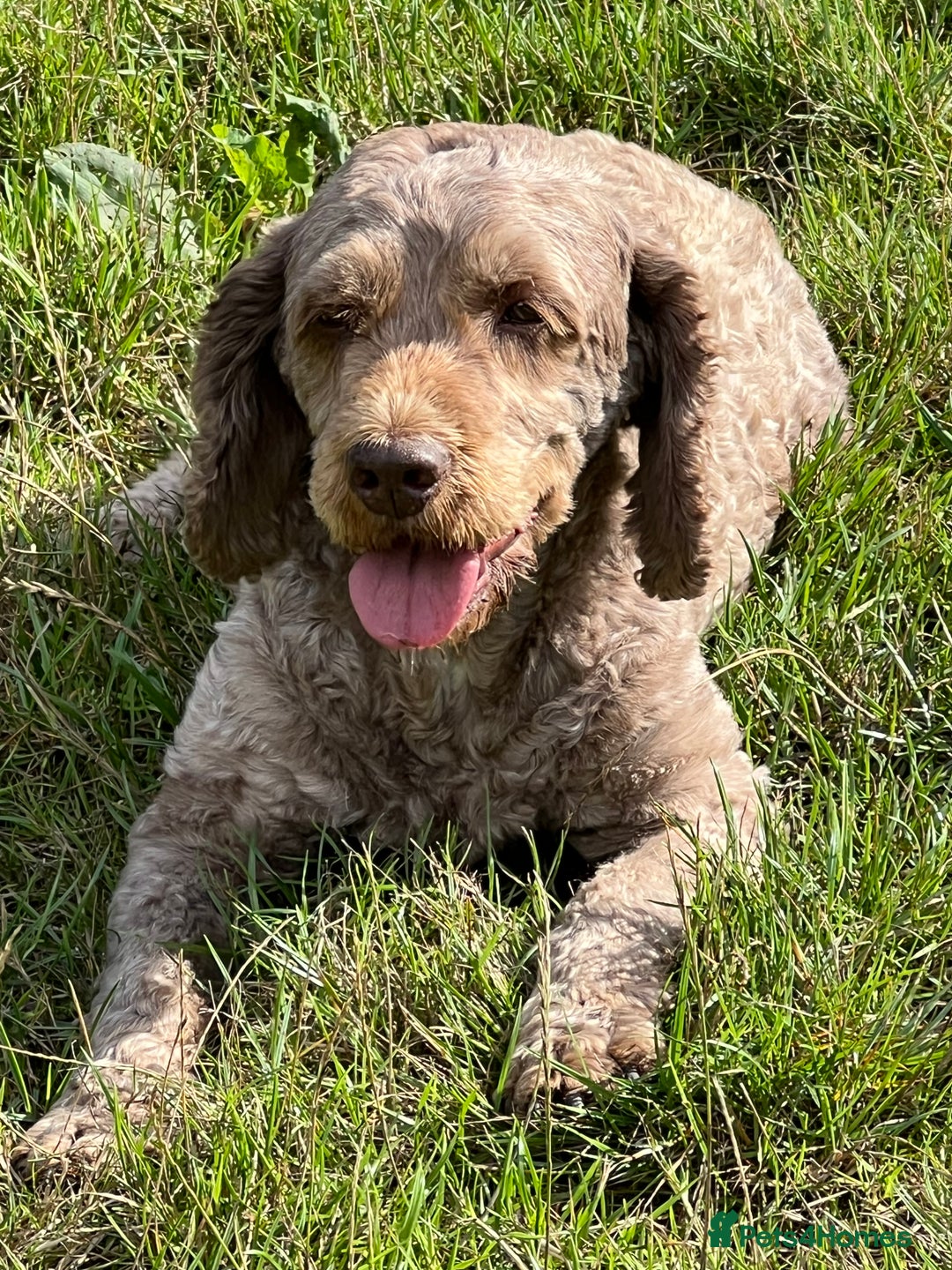 Cockapoo dogs for stud: OUTSTANDING CHOCOLATE F1 COCKAPOO FULLY DNA TESTED in Radstock - Image 7
