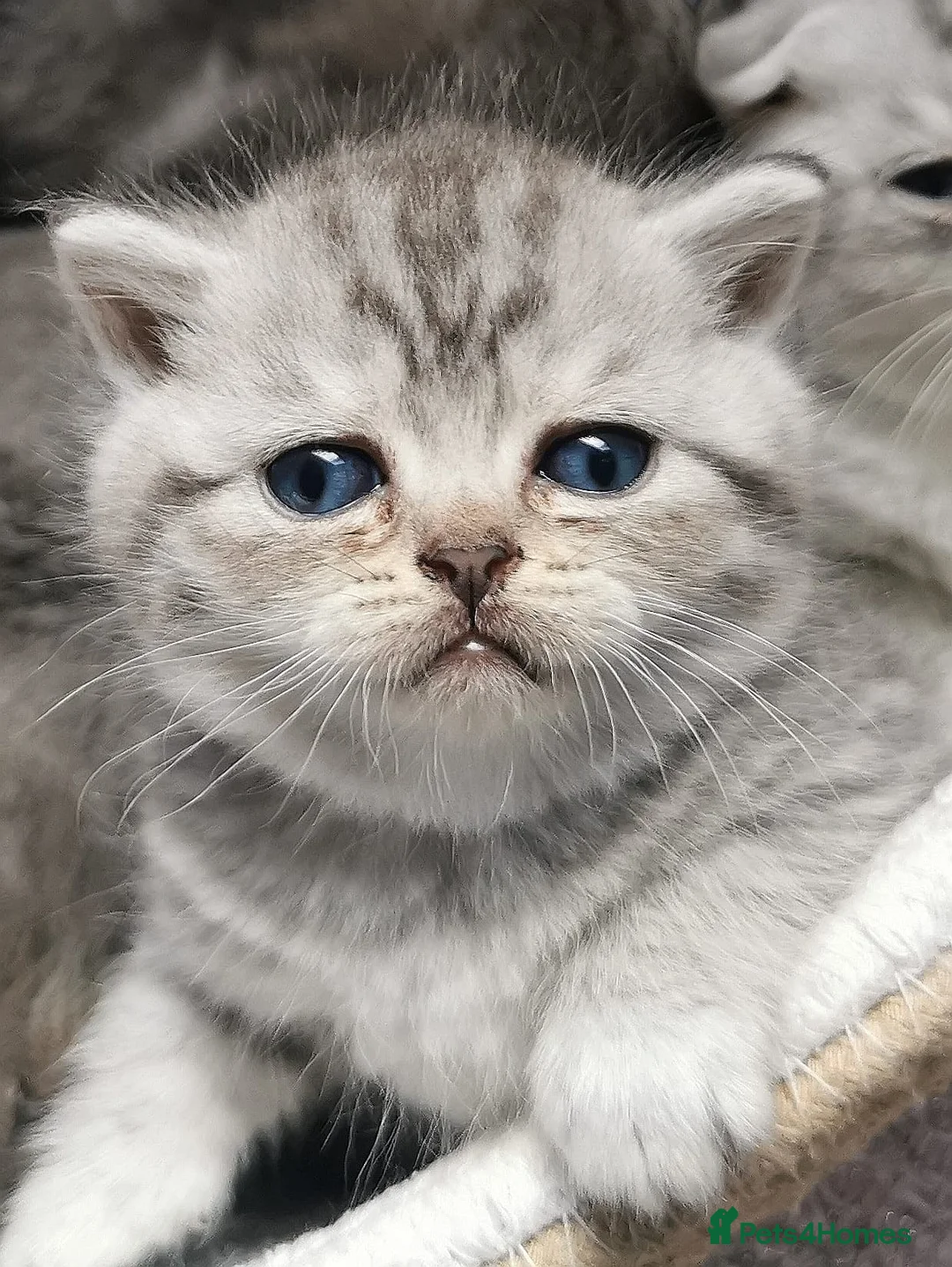 Scottish Fold cats for sale: ❤️Luxuary Scottish Fold kittens❤️ - Advert 20