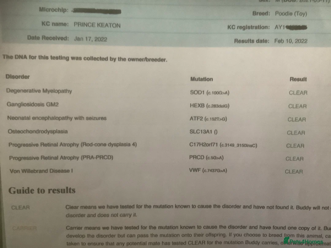 Toy Poodle dogs for stud: Kc Toy poodle  in Wakefield - Advert 15