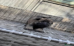 German Shepherd dogs for sale: Last female - Image 3