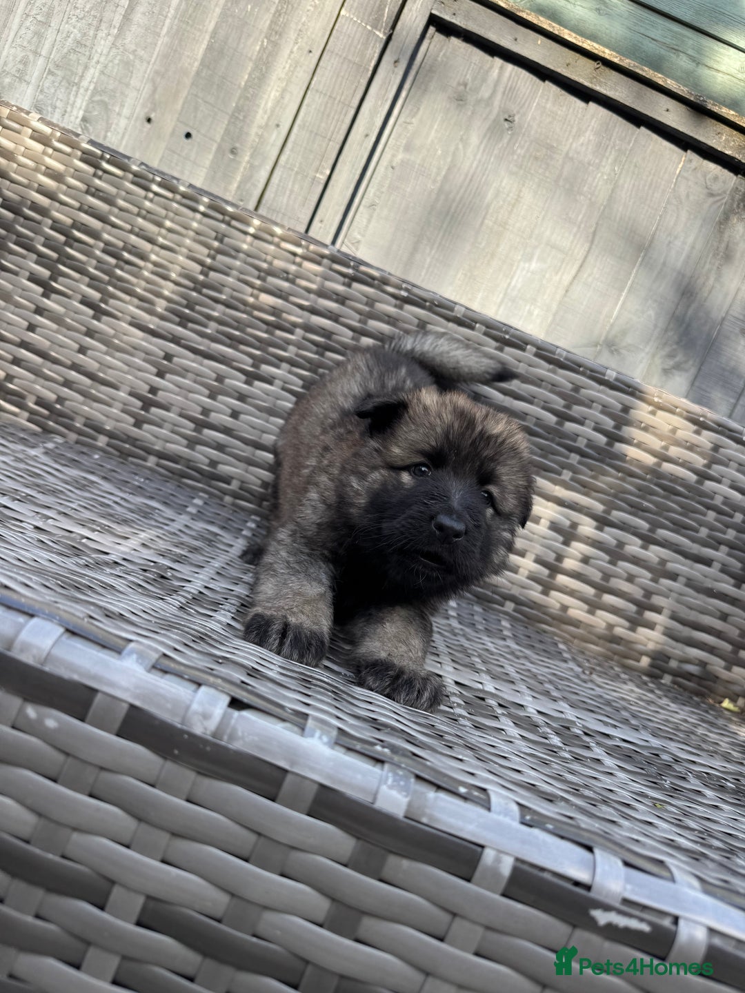 German Shepherd dogs for sale: Last female - Image 3