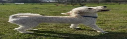 Cavapoo dogs for sale: F1 cavapoos  - Advert 10