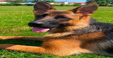 German Shepherd dogs - Advert 13
