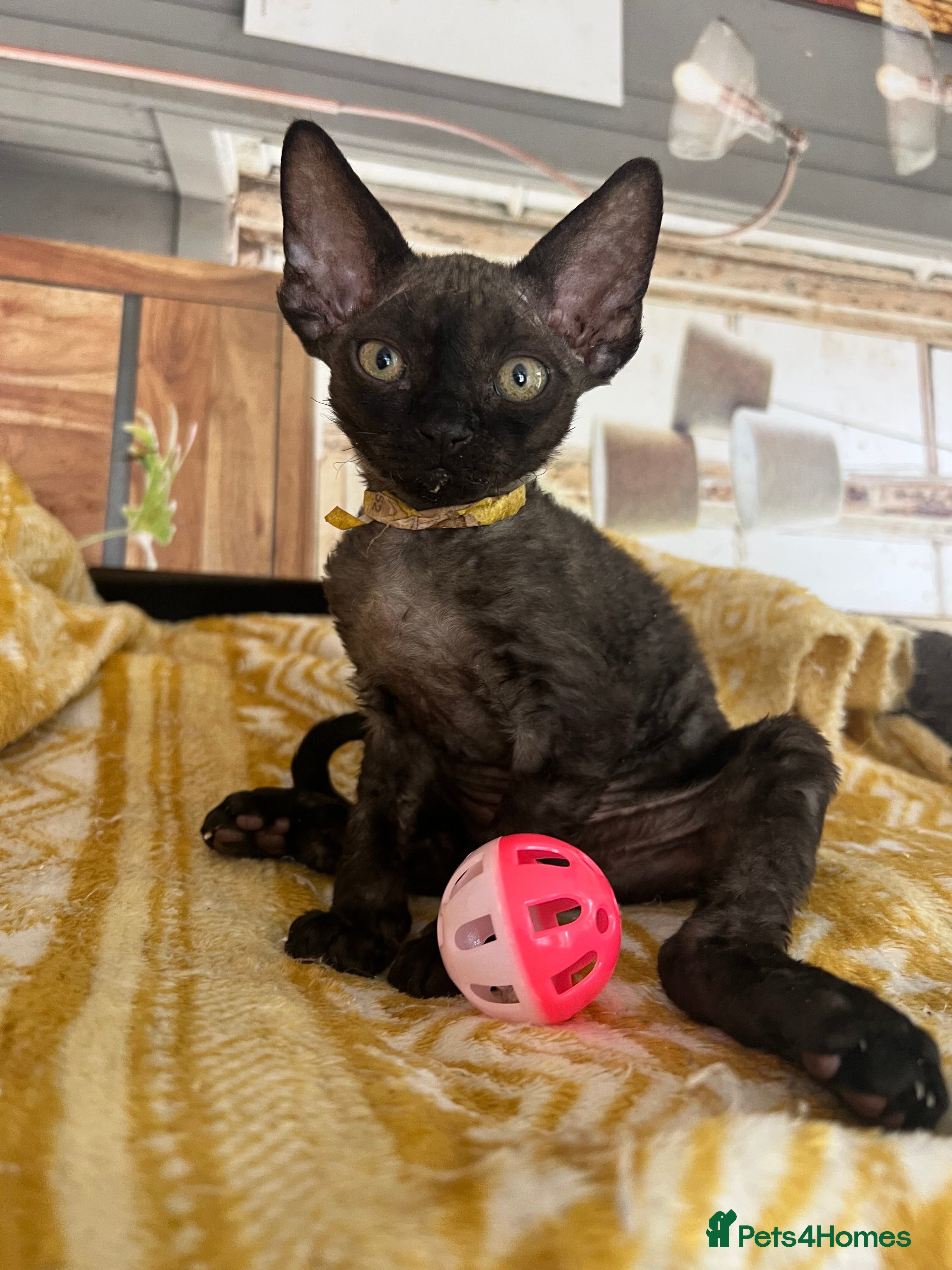 Devon Rex cats Affectionate Devon Rex kittens - Advert 1
