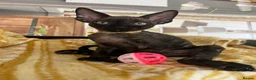 Devon Rex cats for sale: Affectionate Devon Rex kittens - Advert 4
