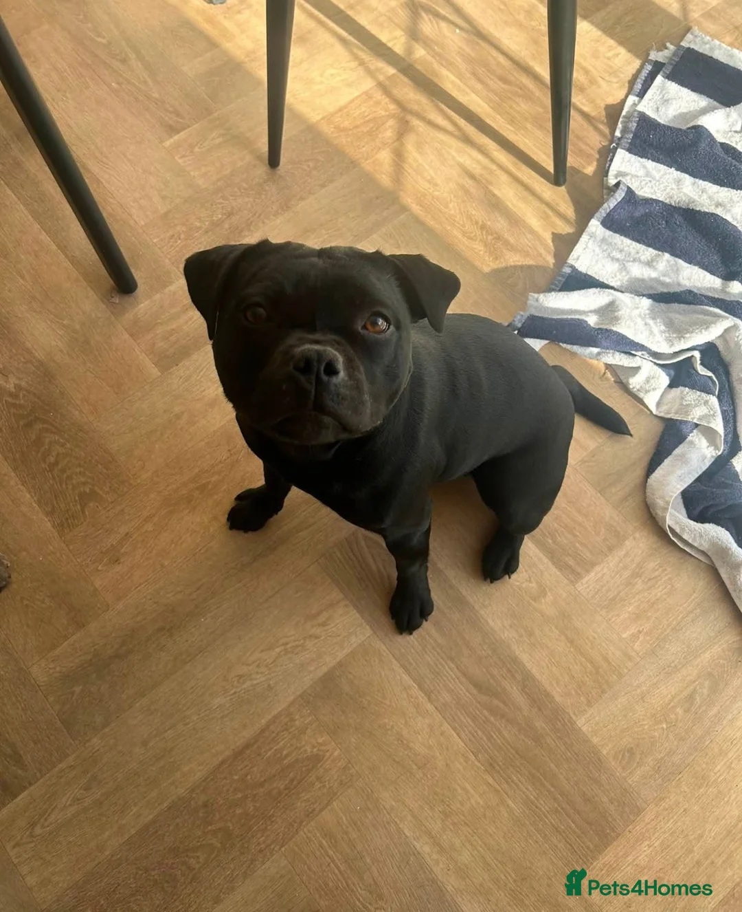 Staffordshire Bull Terrier dogs for sale: Kc staffy girl needs rehoming  - Advert 2