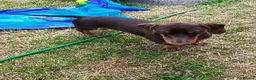 Miniature Dachshund dogs for sale: Miniature daschund 3 girls 1 boy ready 25/06/26 - Advert 4