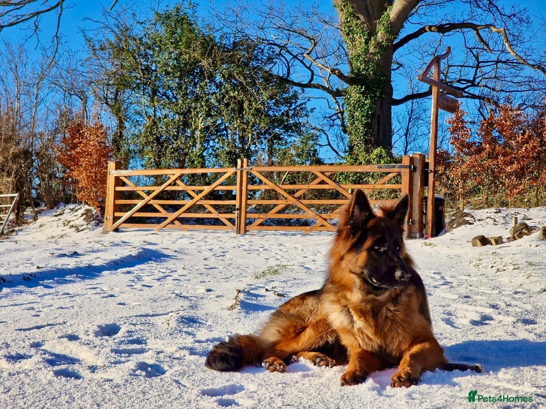 German Shepherd dogs for sale: Puppies - Long hair/Straight back German Shepherd - Advert 26