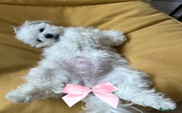 Maltese dogs for sale: London | Maltese Puppies Born on September 18th  - Image 6