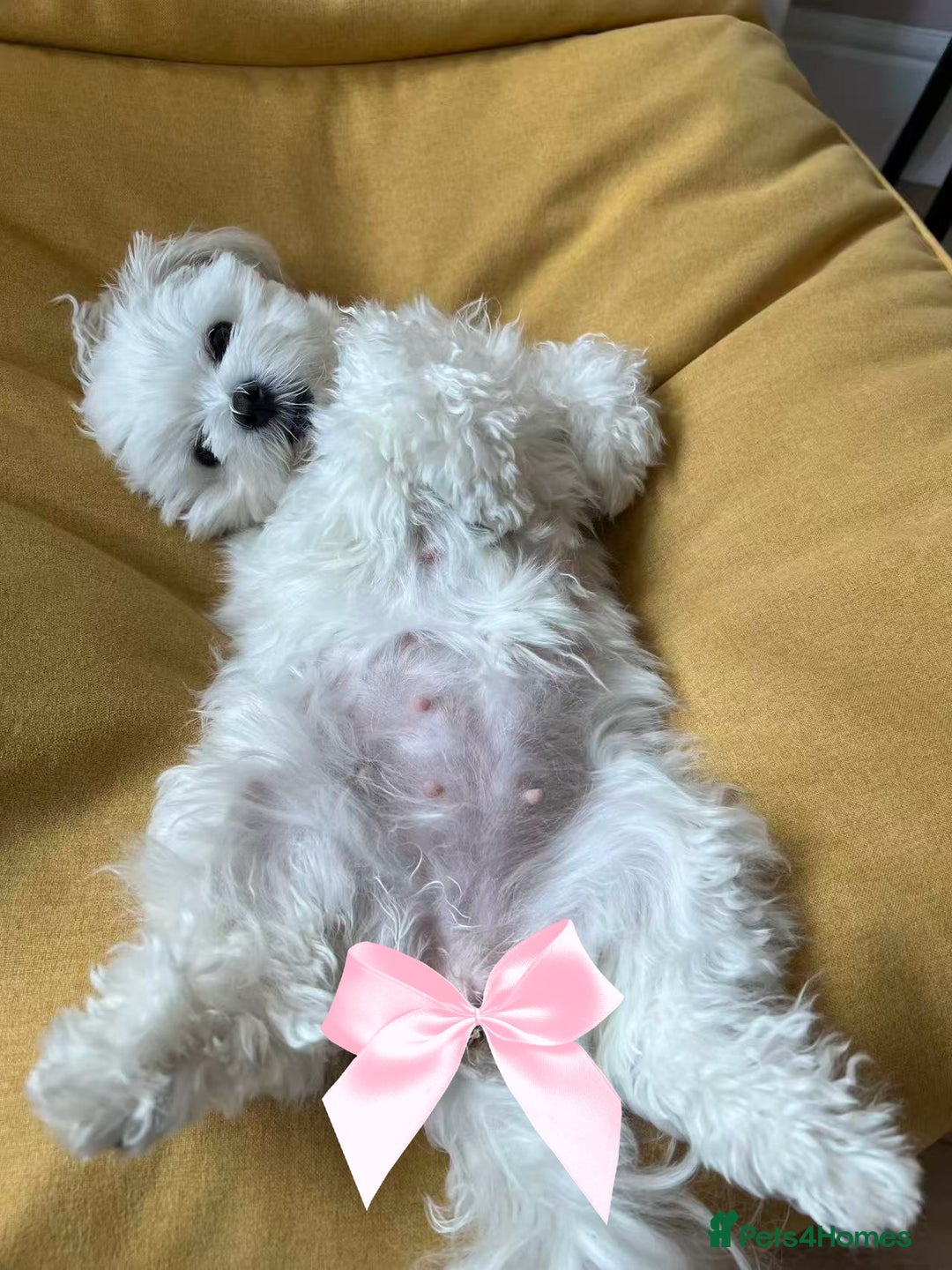 Maltese dogs for sale: London | Maltese Puppies Born on September 18th  - Image 6