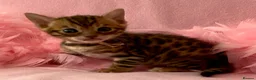 Bengal cats for sale: Nevaeh Bengals — Premium UK Bengal Breeder - Advert 4