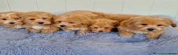 Maltese dogs for stud: Kc registered health tested stud proven - Advert 14