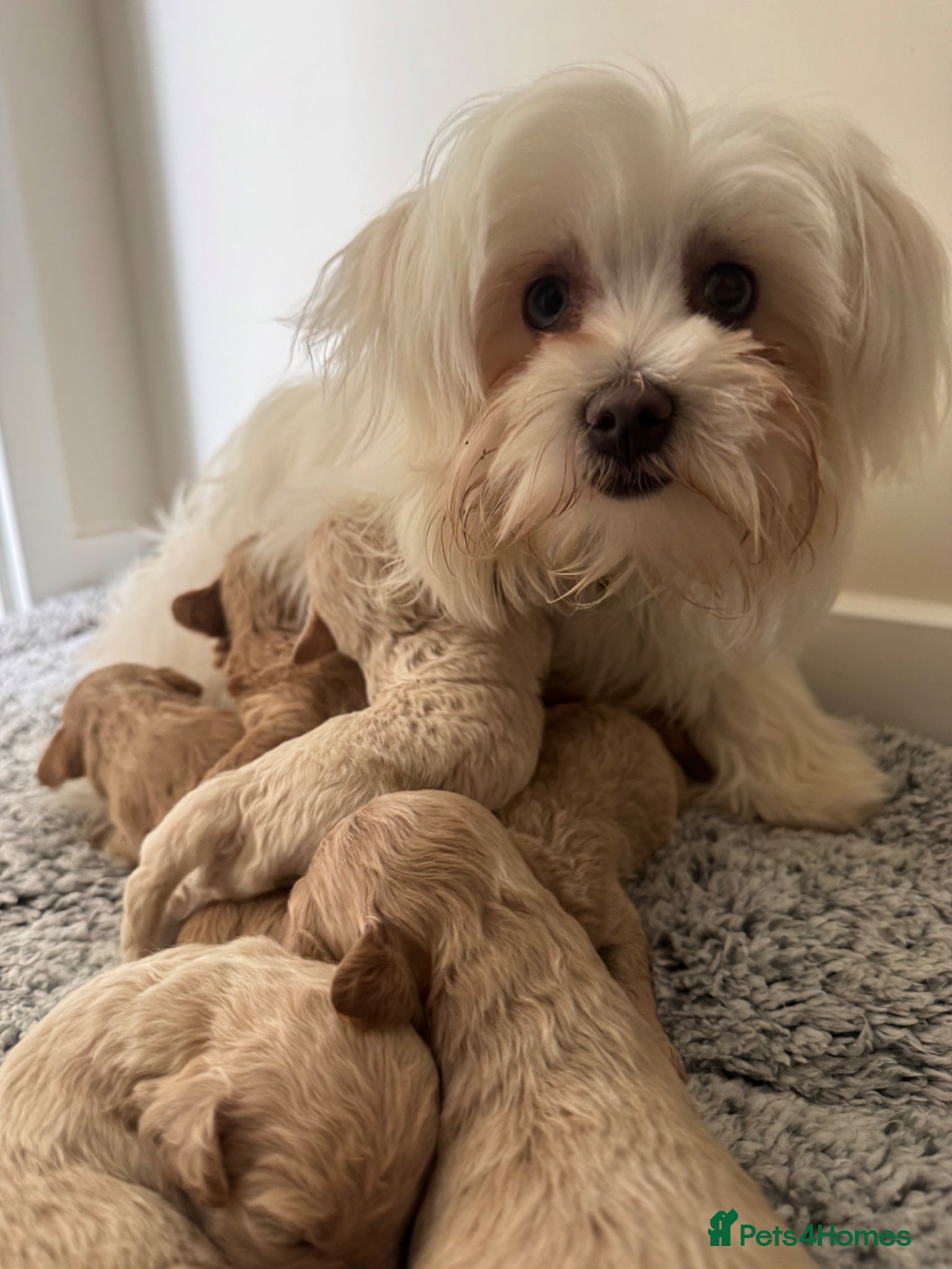 Maltipoo dogs Adorable Rare Tiny Maltipoo 🐾  - Advert 1