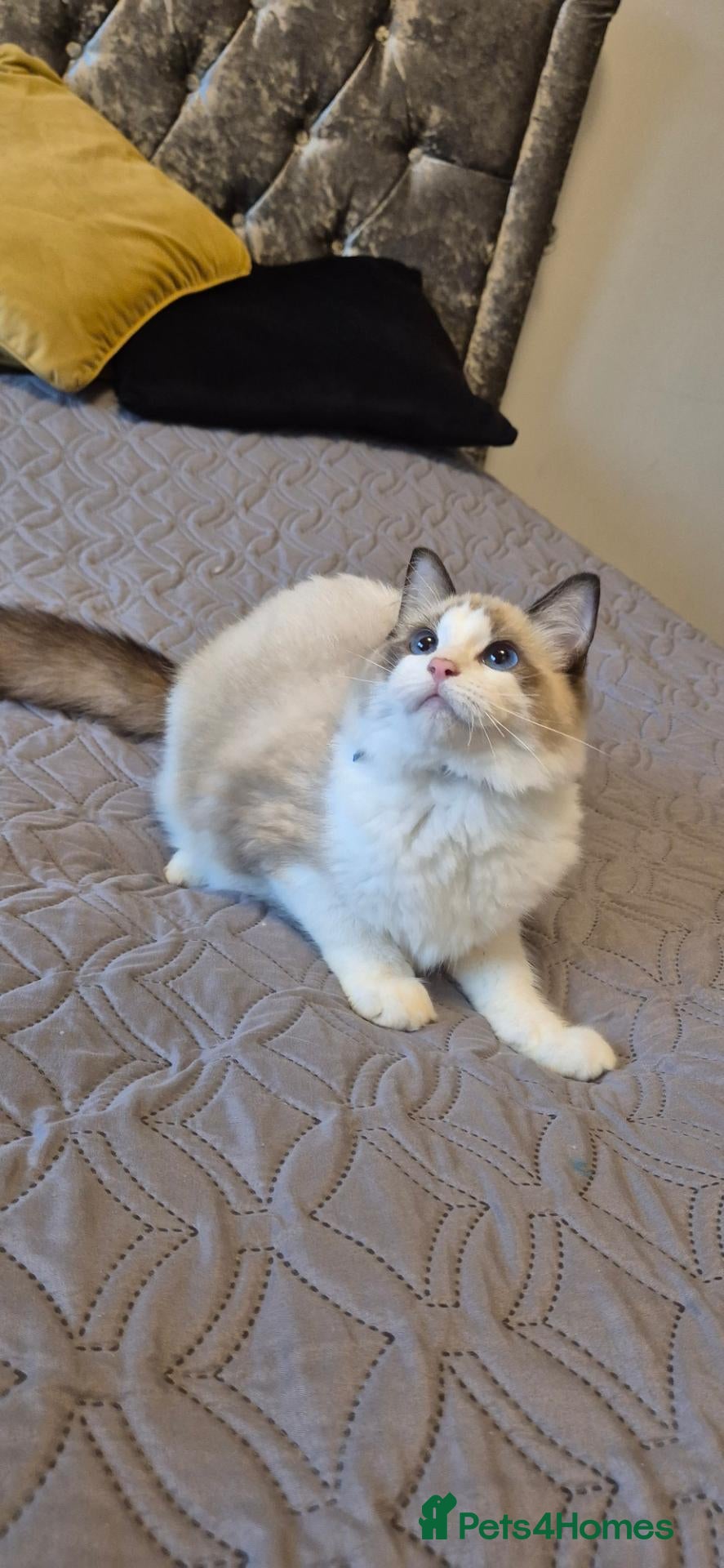 Ragdoll cats 3 TICA Registered Males for Sale. READY NOW - Advert 2