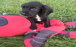 Cocker Spaniel dogs for sale: 6 Show type cocker spaniel puppies  - Image 2