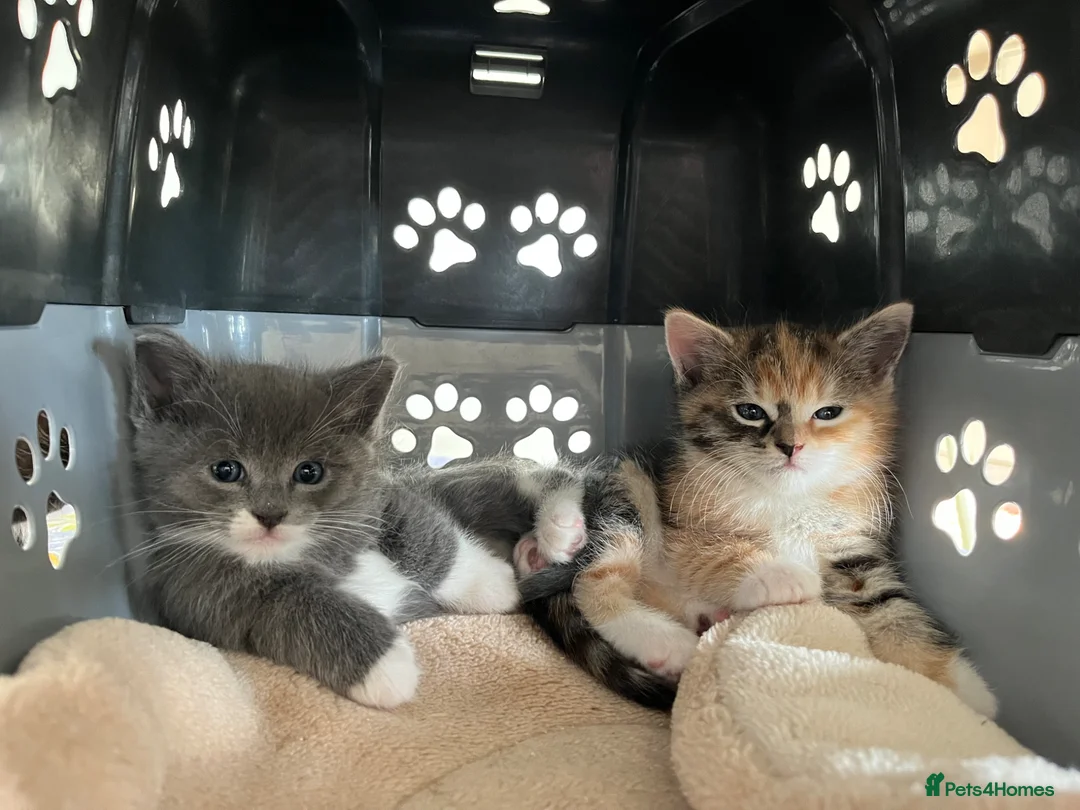 Mixed Breed cats for sale: Ragdoll cross Kittens for sale  in Taunton - Advert 2
