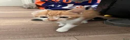 Domestic Shorthair cats for sale: 2 Domestic Shorthairs  - Advert 6