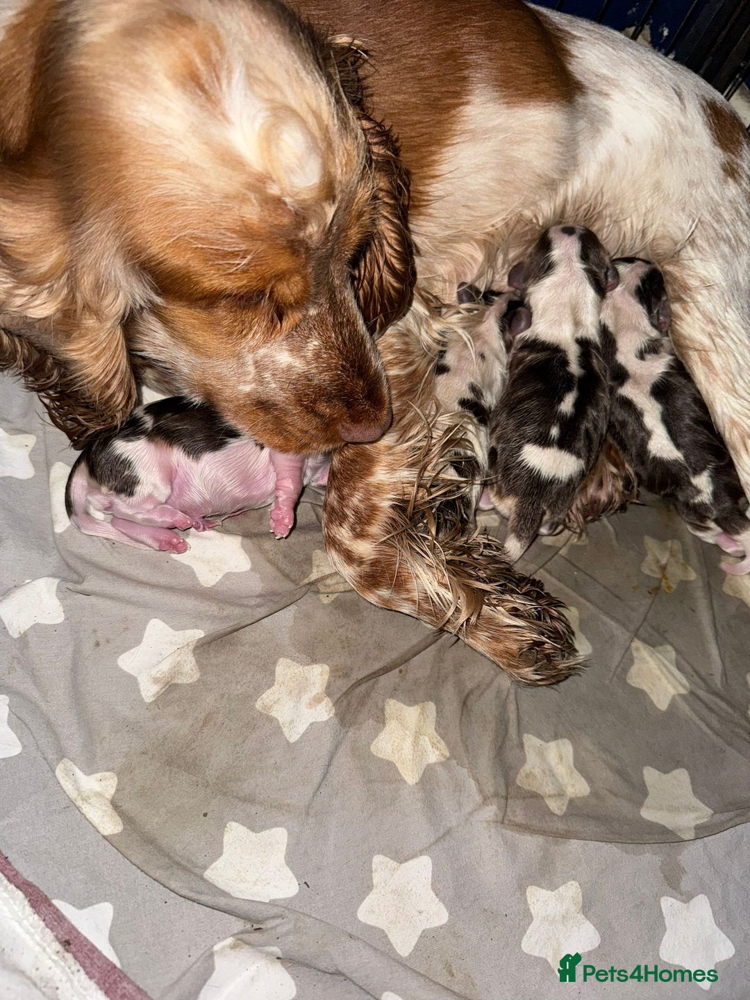 Cocker Spaniel dogs for stud: KC reg show cocker spaniel, proven health tested  - Advert 16