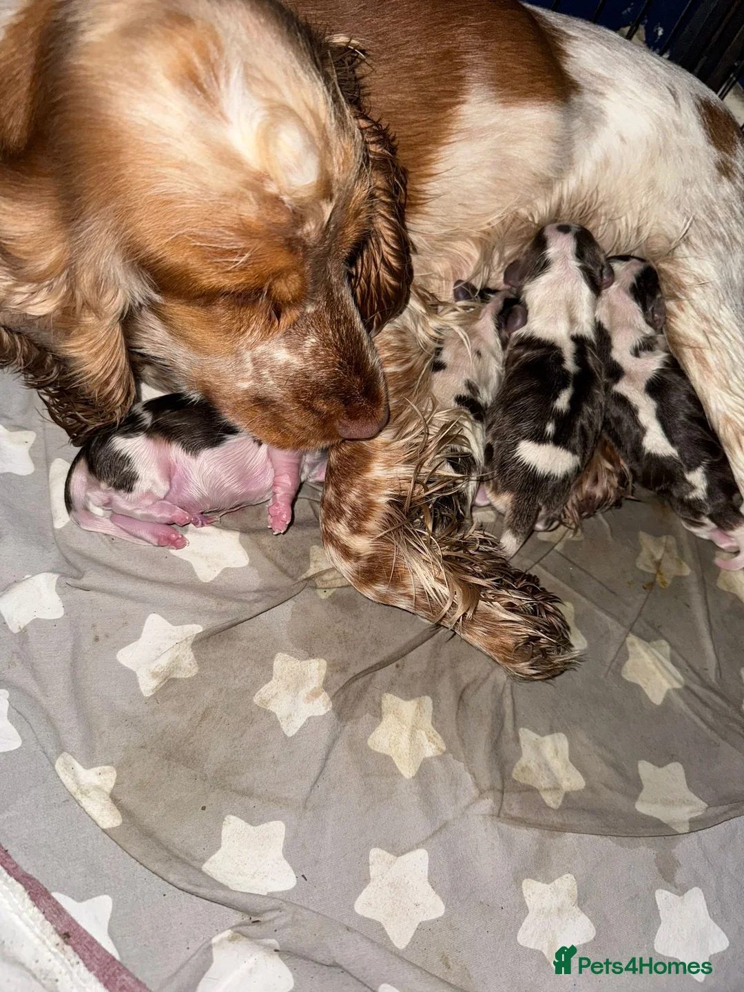 Cocker Spaniel dogs for stud: KC reg show cocker spaniel, proven health tested  - Advert 16