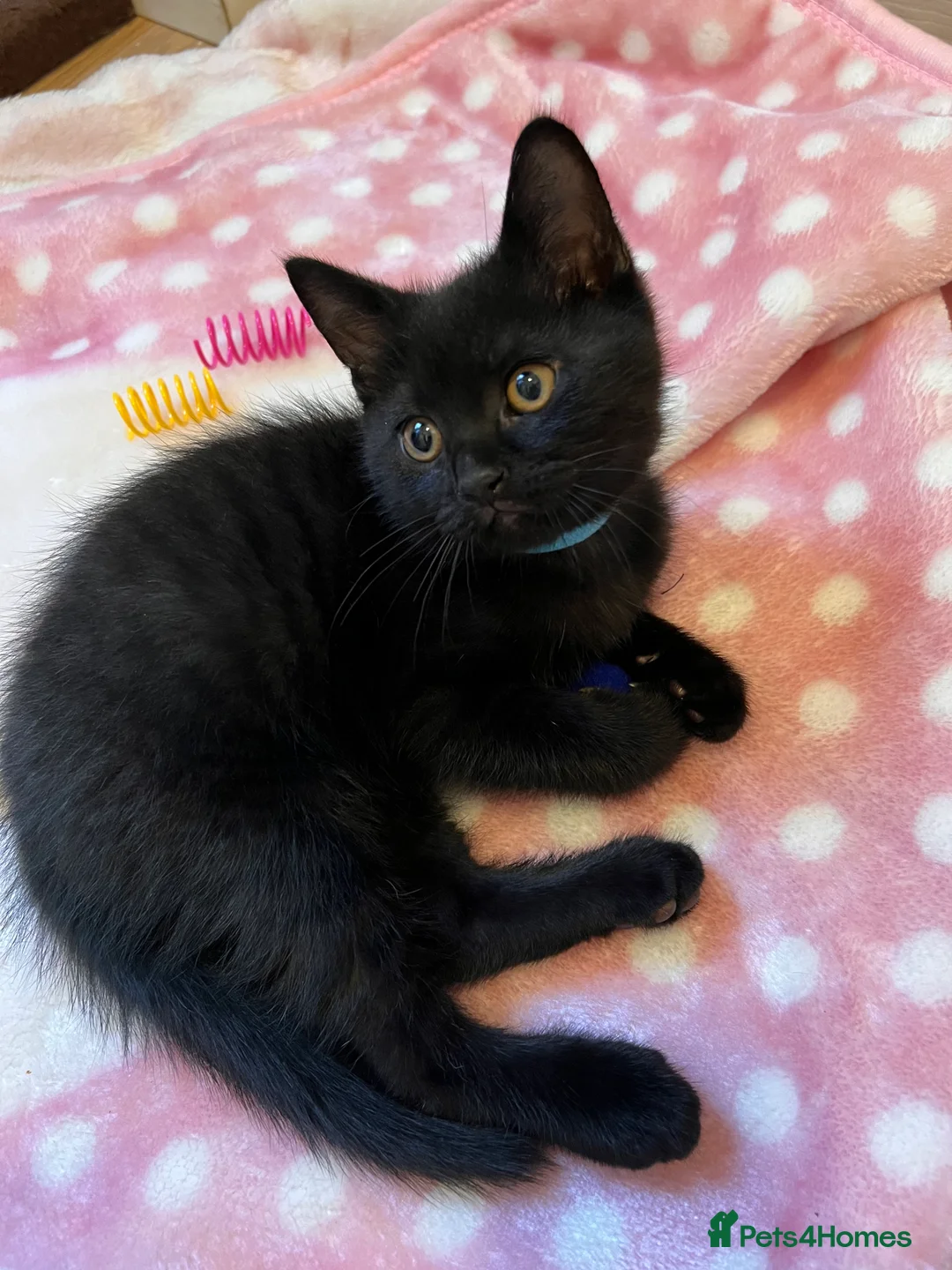 British Shorthair cats for sale: British Shorthair Kittens - Advert 3