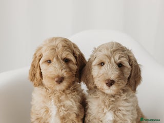 Australian Labradoodle dogs Australian Labradoodle medium Ready now! - Advert 1
