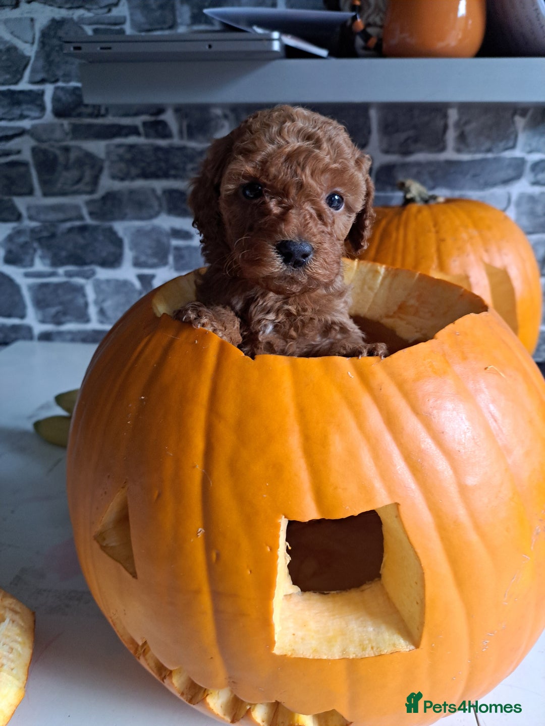 Cockapoo dogs for sale: 2 beautiful toy cockapoos  - Image 2