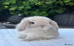 Mini Lop rabbits for sale: Stunning Pure Bred Mini Lop Boys - Image 1