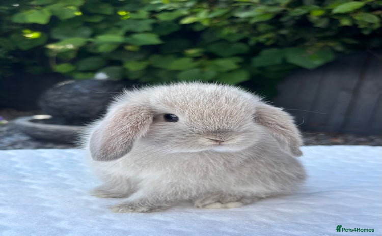 Mini Lop rabbits - Advert 1