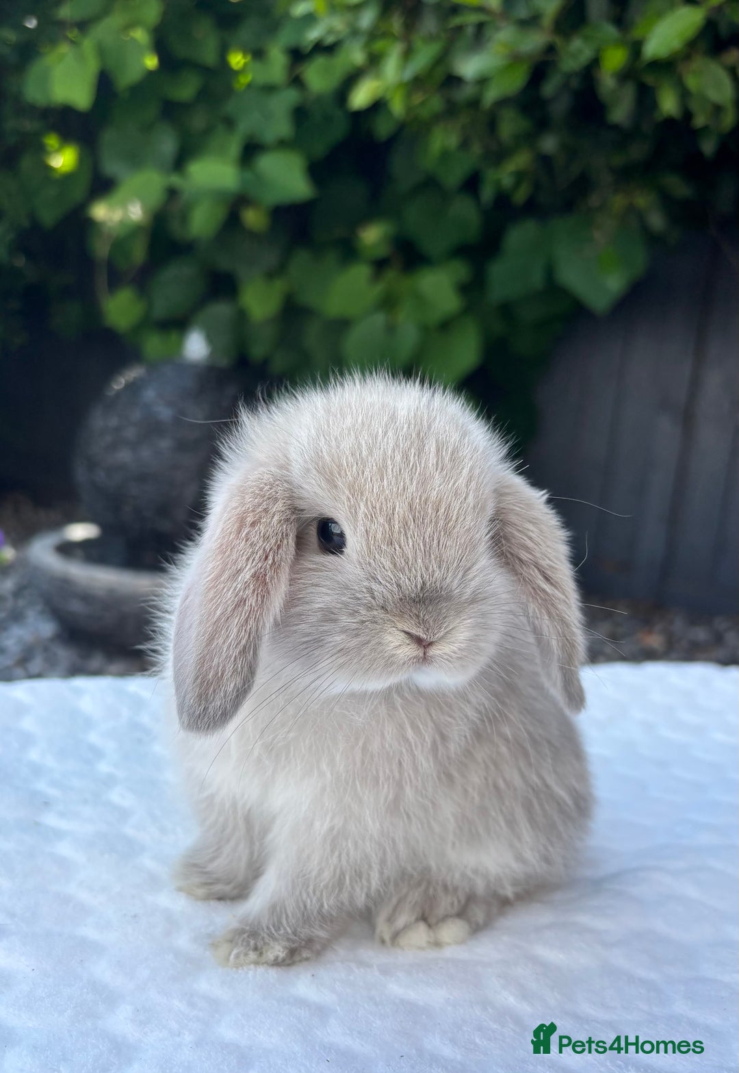 Mini Lop rabbits for sale: Stunning Pure Bred Mini Lop Boys - Image 1