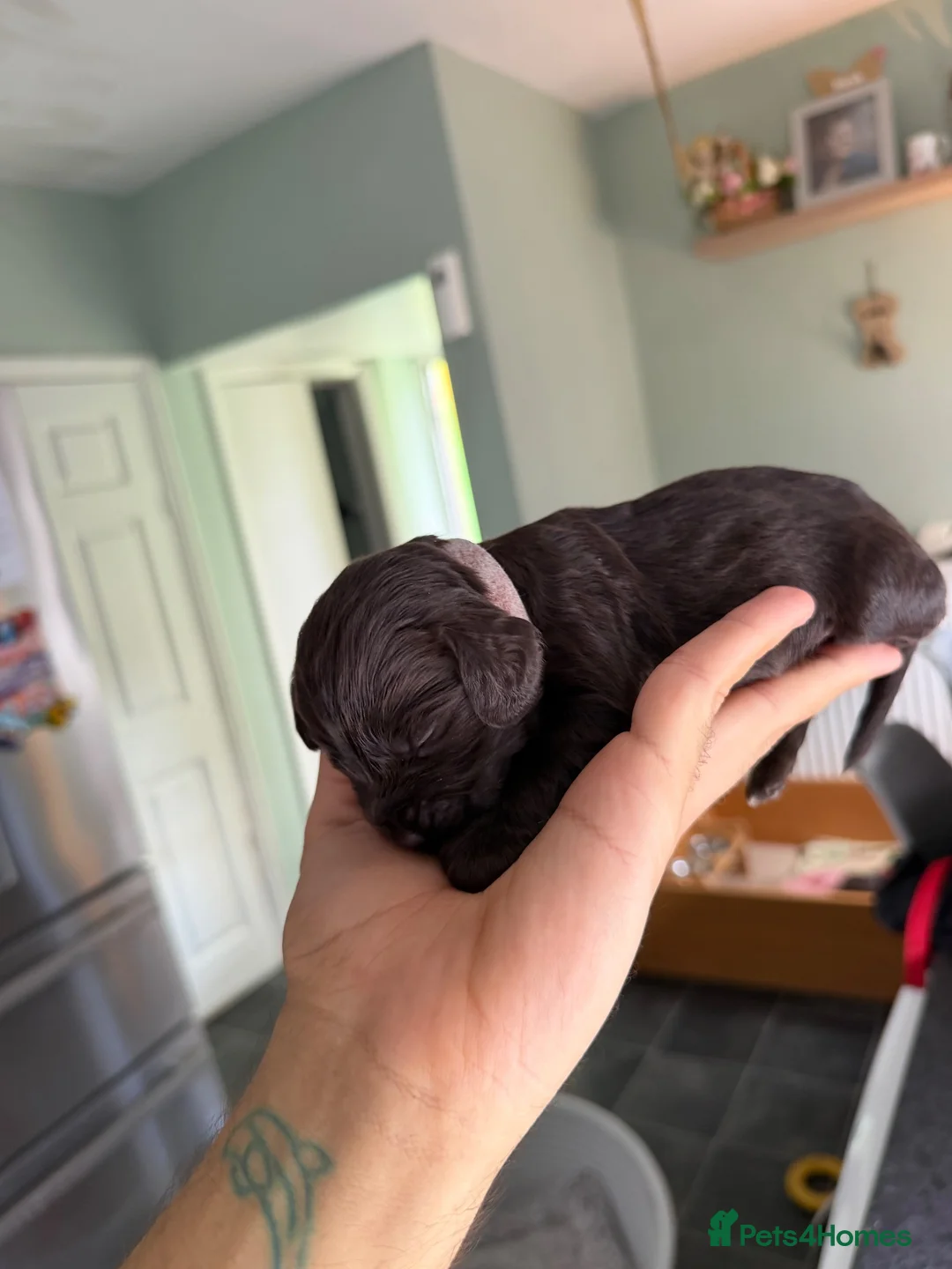 Sprocker dogs for sale: Kc Cocker spaniel / sprocker spaniel 10 pups - Advert 13