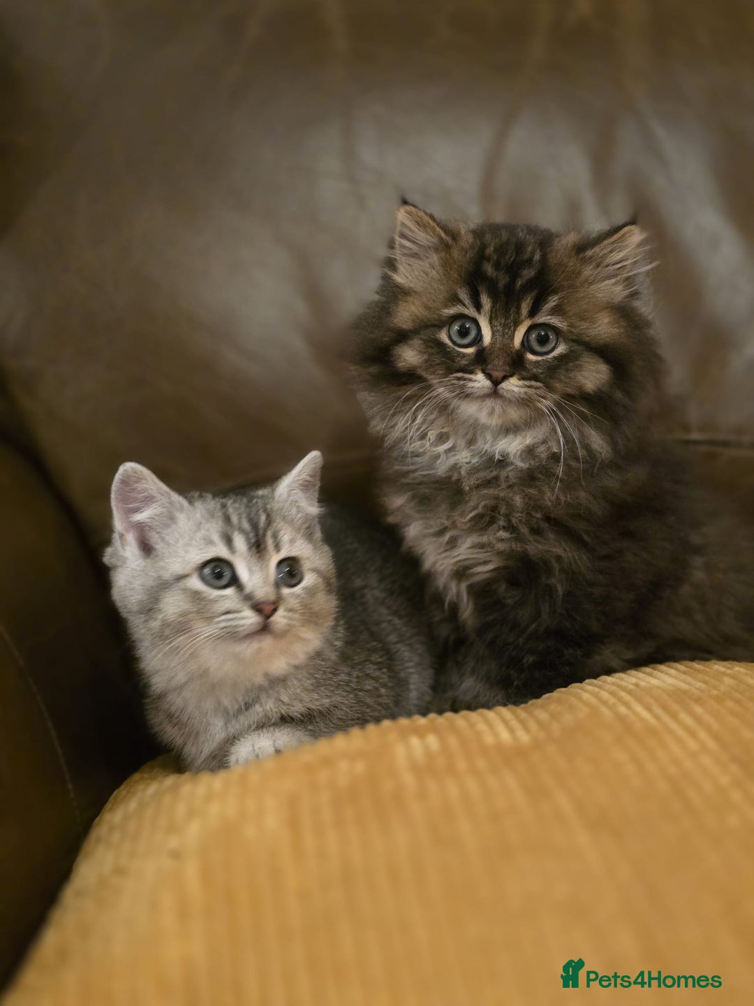 Mixed Breed cats for sale: British Shorthair mixed breed - Advert 2