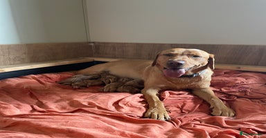 Labrador Retriever dogs Finding a home for Nemo (Foxred Labrador puppy) - Advert 11