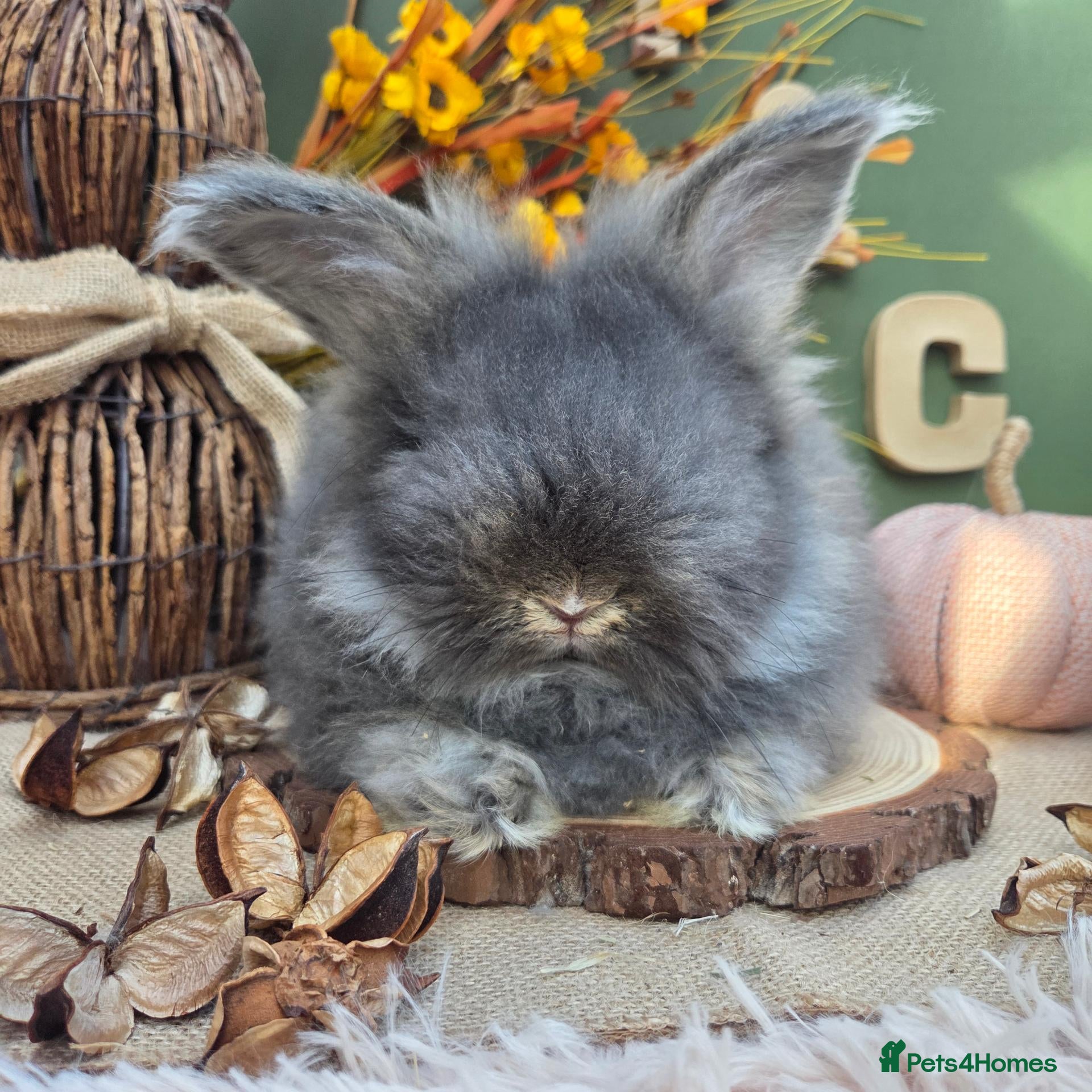 Angora rabbits for sale: Last English Angora Buck - Advert 7