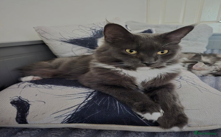 Maine Coon cats - Advert 9
