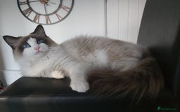 Ragdoll cats for sale: RAGDOLLS GIRLS BOYS BICOLOUR SEAL POINT BLUE EYES  - Image 3
