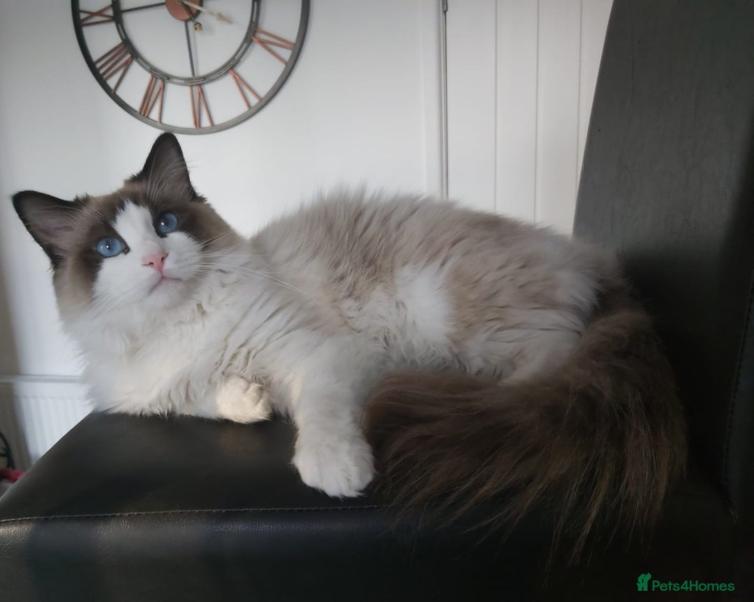 Ragdoll cats for sale: RAGDOLLS GIRLS BOYS BICOLOUR SEAL POINT BLUE EYES  - Image 3