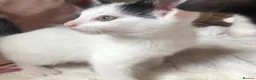 Domestic Shorthair cats for sale: Black and white domestic short hair boy kittens in Buxton - Advert 7
